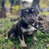 female french bulldog