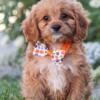 Cavapoo Puppies  Sweet Puppies - Long Island New York -