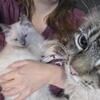 Ragdoll