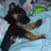 AKC German Shepherd Puppy