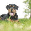 Rottweiler pups, 2 female