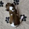 AKC Dachshund puppies