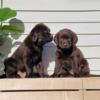 Taking Deposits~ AKC English Chocolate Labrador Puppies Due Sept 25th. Health Tested Parents, Champion Pedigrees