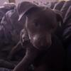 two month old puppy