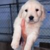 AKC English cream (white) golden retriever puppies