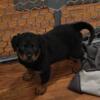 Rottweiler Puppy For sale