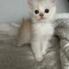 Georgie - ragamuffin kitten for sale