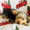 MORKIE (male)