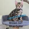 TICA Registered Bengal Kittens