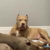 Pure bred American bully