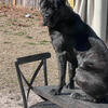 Cane Corso upcoming litter