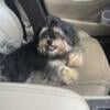 Shihpoo Puppy 6 months old