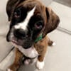 Adorable Pure Boxer puppies