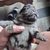 Pugs