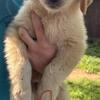 Golden Retriever/ Great Pyrenees Cross