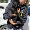 Golden retriever mix