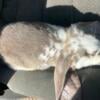 Broken Opal Doe English Lop 