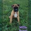 Millie Female Boxer