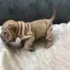 Sharpei puppy for sale