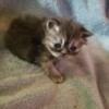 Hymalian kittens 3 wks old  will be ready around Easter