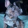 French Bulldog breeding