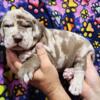 Great Dane Puppies Born 8/6 Ready the end of Sept.