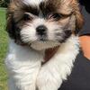 Shih Tzu Boy
