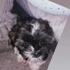 A 3 month old Shih Tzu for sale