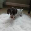 Chelsea--Female--AKC Registrable Dachshund Puppy