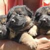 AKC German shepherd puppies with import bloodlines 
