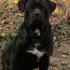 Cane Corso pups  1 grey boy left and 1 blk female