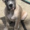 Beautiful, Champion Bred Female Cane Corso;s Available