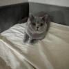 Looking for British Shorthair Stud