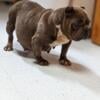 Blue Female exotic Bully