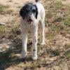 Male Standard Poodle