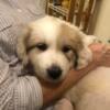 Great Pyrenees Puppies Available October 30th.