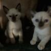 Siamese kittens ready to rehone