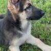 German Shepherd Male Puppy Black and Tan