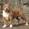 American bully standard class male