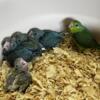 Parrotlet babies