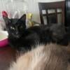 Black Female Cat for Rehoming