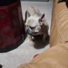 Female frenchie small rehoming fee