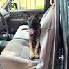 Pups for sale or free to First Responders or active Military