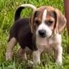 AKC Mini Male Beagle Puppy 2