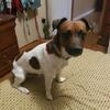 Free to a good home Jack Russell Shorty left with colored face. MUST BE PICKED UP!