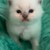 Ragdoll Registered Male Kitten