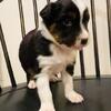 Australian Shepherd Puppies