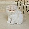 Cfa register Persian cat