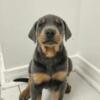 Blue American Doberman Puppy