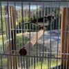 Russian canaries